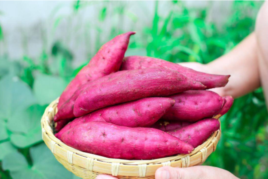 Ăn khoai lang vào thời gian nào giúp giảm cân hiệu quả?