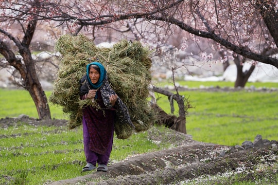 Khách Việt "săn" hoa mơ ở ngôi làng Ấn Độ