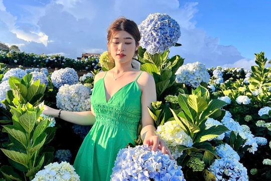 Mê mẩn cánh đồng hoa cẩm tú cầu rộng 3.000 m2 ở Đà Lạt đẹp như cổ tích