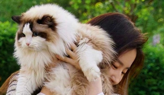 "Thần tiên tỷ tỷ" 37 tuổi Lưu Diệc Phi độc thân, giàu có và làm mẹ của 20 con mèo