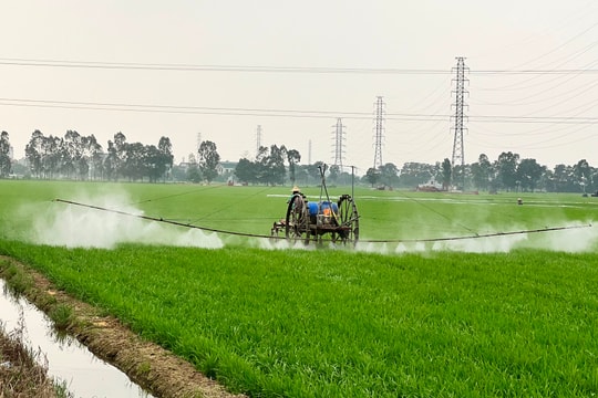 Hải Dương khuyến cáo nông dân phòng sâu bệnh hại lúa trong thời tiết mưa ẩm