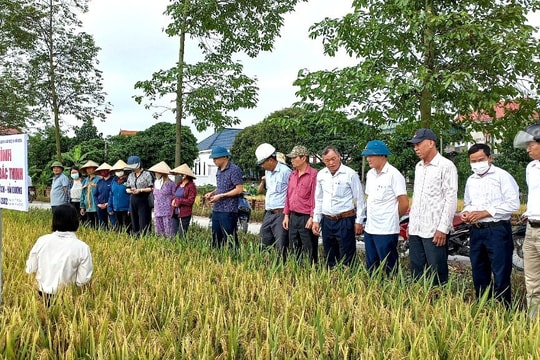 Sau 8 năm, năng suất lúa của Hải Dương tăng 2,47 tạ/ha/vụ