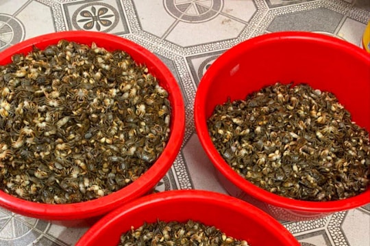 Giá cáy chính vụ xã An Thanh (Tứ Kỳ) tăng từ 20.000-30.000 đồng/kg