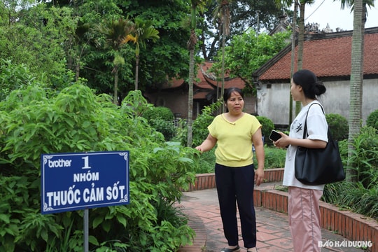 Làm gì để phát triển các vùng dược liệu ở Hải Dương?