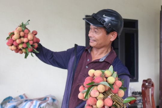 Thanh Hà bắt đầu thu hoạch vải sớm, thương lái phải tìm mua