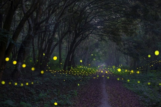 Northern Vietnam national park launches night tour