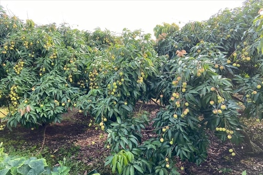 Hai Duong to hold conference promoting Thanh Ha lychee