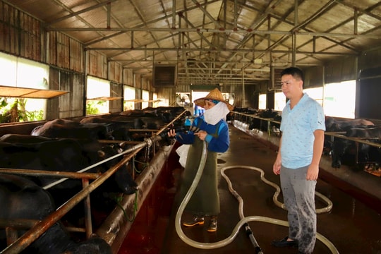 Doanh nhân nuôi bò 3B ở Thanh Miện