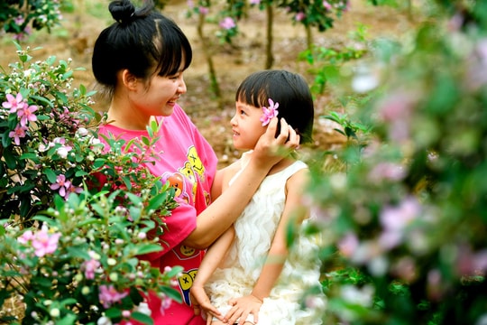 Sắc tím hoa sim trên triền đồi Chí Linh