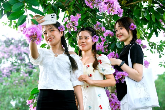 Bằng lăng phủ tím nhiều phố phường TP Hải Dương