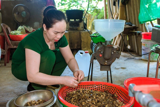 Đậm đà hương vị mắm cáy An Thanh (Tứ Kỳ)
