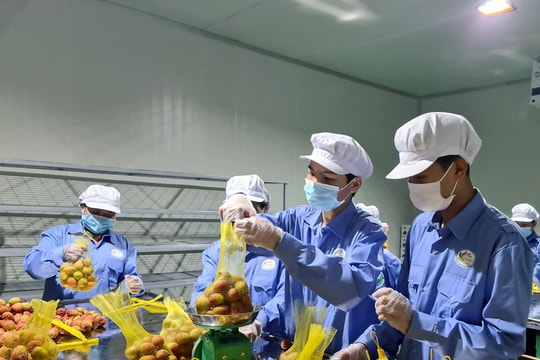 4 doanh nghiệp lớn thu mua, xuất khẩu vải tại Hải Dương