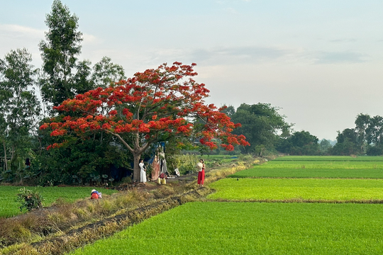 Đổ xô chụp ảnh với cây phượng "cô đơn"