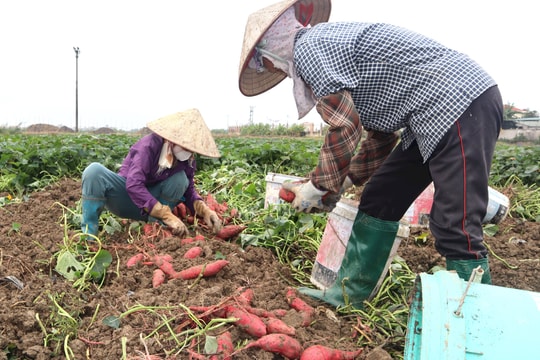 Khoảng 40 tấn khoai lang "chờ giải cứu" của một nông dân ở Gia Lộc đã tiêu thụ gần hết