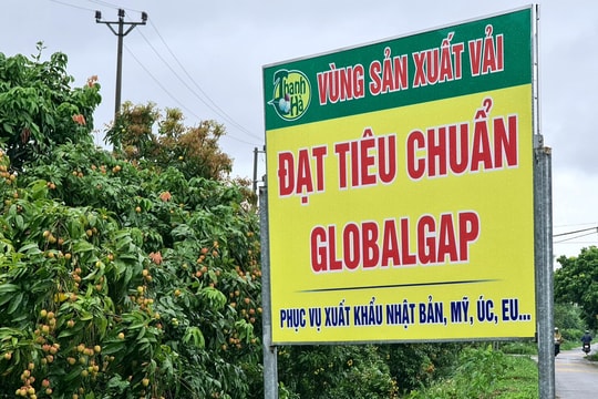 Hải Dương có 120 ha vải đủ điều kiện xuất khẩu vào thị trường cao cấp