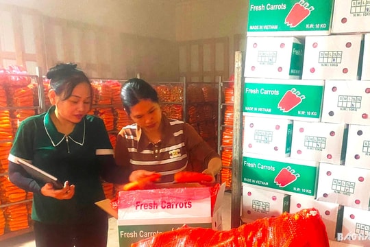 Người phụ nữ đưa củ cà rốt Hải Dương đi xa