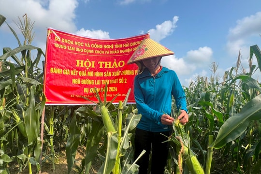 Giống ngô đường lai Thái ngọt số 2 ở Hải Dương thu lãi 94,5 triệu đồng/ha