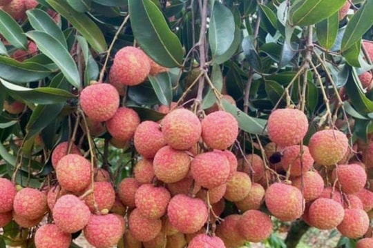 Quảng Ninh lần đầu phát trực tuyến bán vải chín sớm trên mạng xã hội
