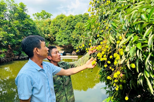 Nông dân Vĩnh Hòa (Ninh Giang) chăm chút cho quả vải sớm