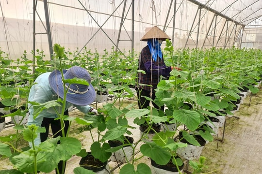 Hơn 100 ha rau màu an toàn ở Nam Sách có hợp đồng bao tiêu
