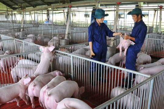 Giá thịt lợn lập đỉnh, "đại gia" chăn nuôi lãi khủng