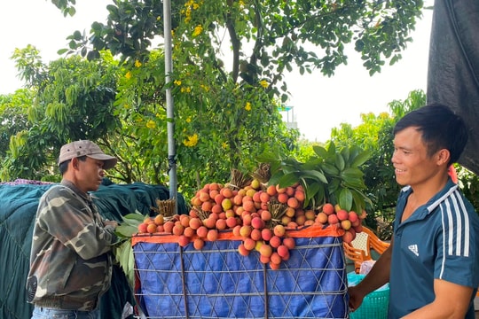 Vải thiều sớm Thanh Hà có nhiều mức giá