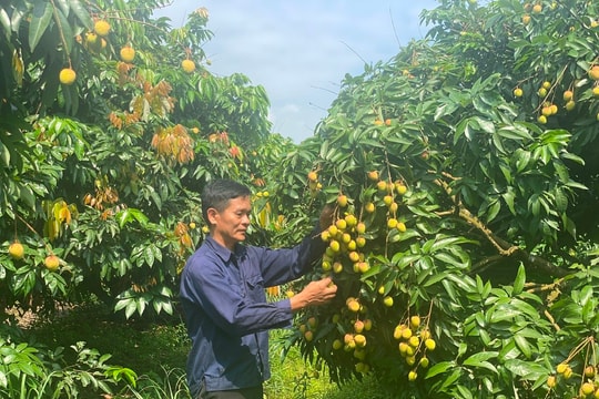 Hiếm vải, nông dân Thanh Hà kỳ vọng giá cao bền