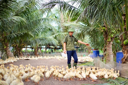 Thành công từ mô hình khởi nghiệp của anh “Tuyến vịt"