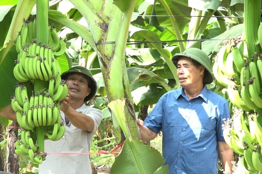 Triển vọng trồng chuối già Nam Mỹ ở xã Hà Thanh (Tứ Kỳ)