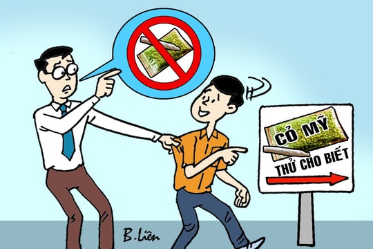 Cỏ Mỹ không phải để thử
