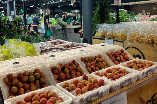 Vải thiều sớm Thanh Hà bán tại Úc giá gần 600.000 đồng/kg
