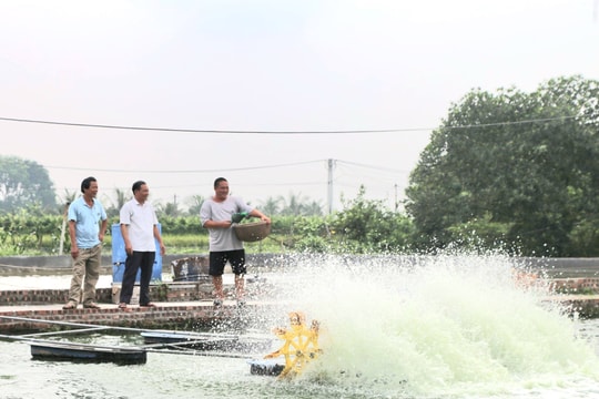 “Thuốc tăng lực” cho vùng nuôi thủy sản Hải Dương