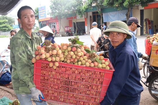 Tấp nập thu mua vải thiều sớm Thanh Hà