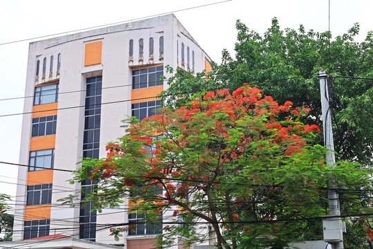 Rực rỡ phượng đỏ, bằng lăng tím tô điểm khuôn viên Báo Hải Dương