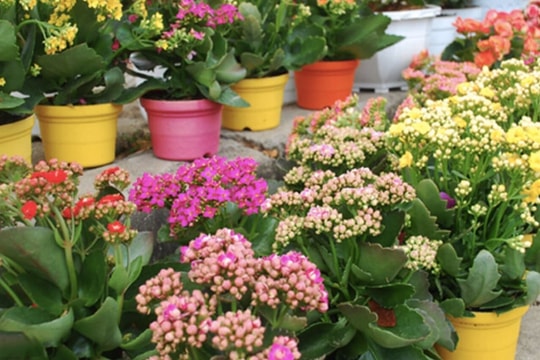 4 loài hoa cứ ngắt lá vùi vào đất là sống