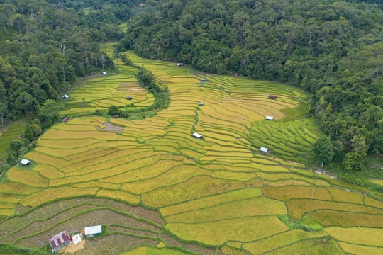 Mùa vàng trên ruộng bậc thang Măng Đen