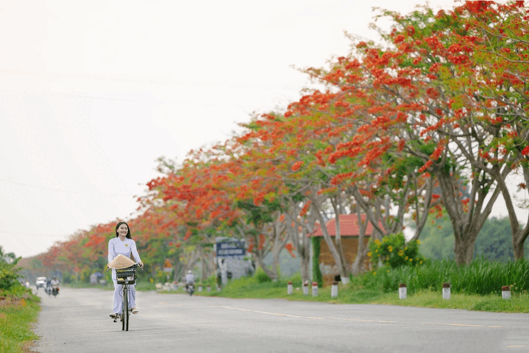 Lưu luyến màu hoa bay