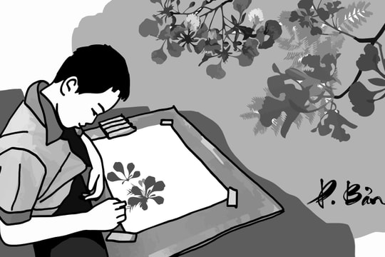 Vòm trời hoa phượng tím