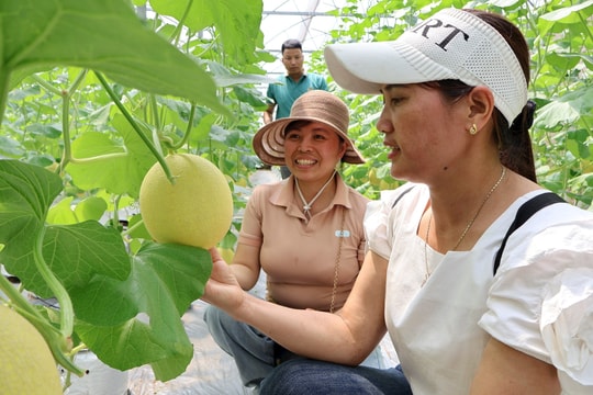 150 doanh nghiệp, hợp tác xã của Hưng Yên tham quan mô hình sản xuất nông nghiệp tại Hải Dương