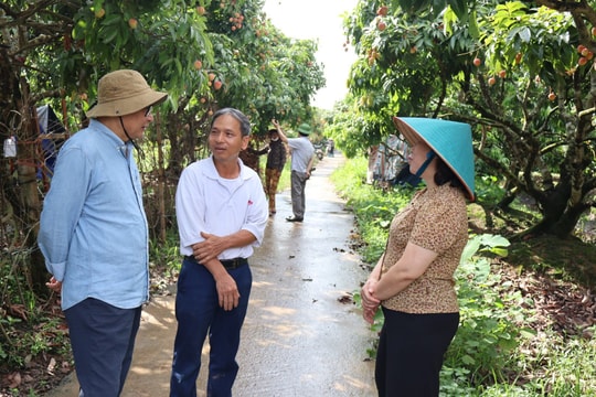 Vải Thanh Hà (Hải Dương) có mẫu mã đẹp, chất lượng hơn hẳn các vùng trồng vải khác trên cả nước