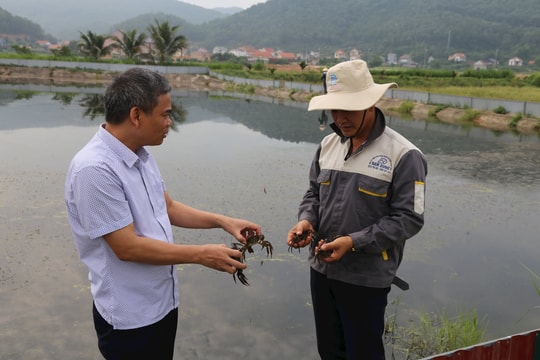 Nông dân Hải Dương lần đầu thử nghiệm nuôi cà ra trong ao