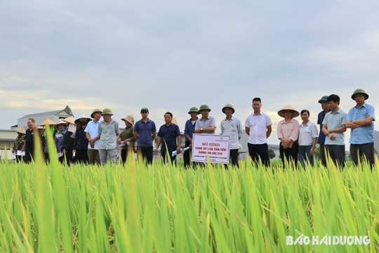 Lúa Gia Lộc 516 phù hợp sản xuất nông nghiệp theo hướng tăng trưởng xanh