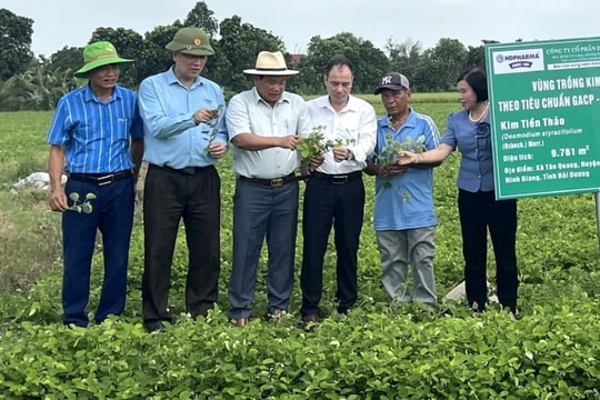 Cây kim tiền thảo dễ trồng ở Hải Dương, cho lãi hơn 160 triệu đồng/ha