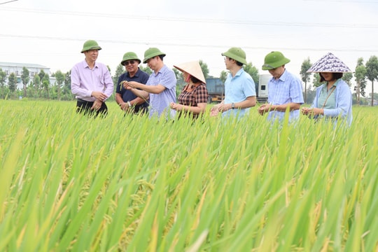 Dự báo năng suất lúa của Hải Dương tăng gần 2 tạ/ha