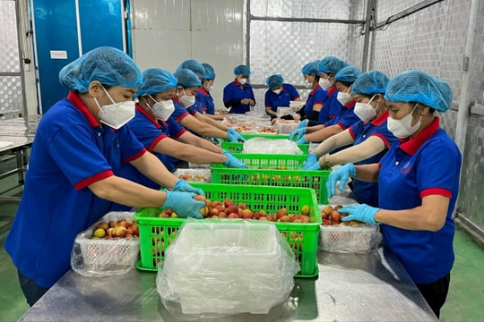 26 doanh nghiệp, hợp tác xã, cơ sở thu mua vải thiều và nông sản của Hải Dương