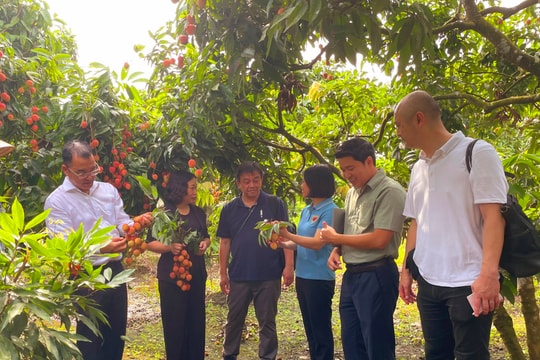 AEON Group to export 30 tons of Thanh Ha lychee to Japan