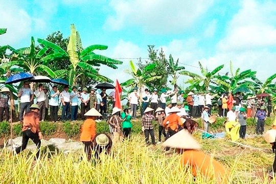 Lễ hội lúa rươi hữu cơ Tứ Kỳ dự kiến tổ chức ngày 12/6