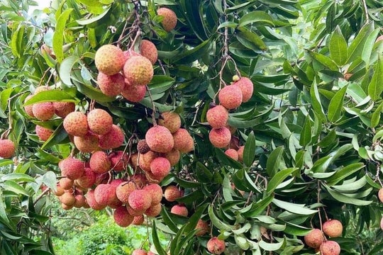 Giá vải thiều Thanh Hà chính vụ cao gấp đôi năm ngoái