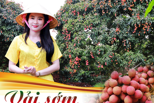 Vải sớm - món quà quý từ miền quê Thanh Hà