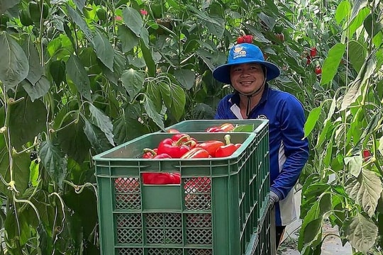 Lao động Việt ở Hàn Quốc "thắt lưng buộc bụng" vì lạm phát